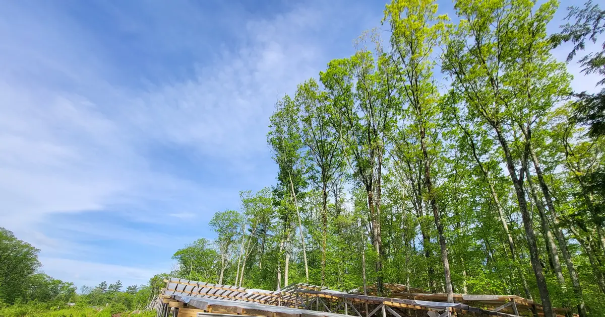 The way trees sway may communicate water stress