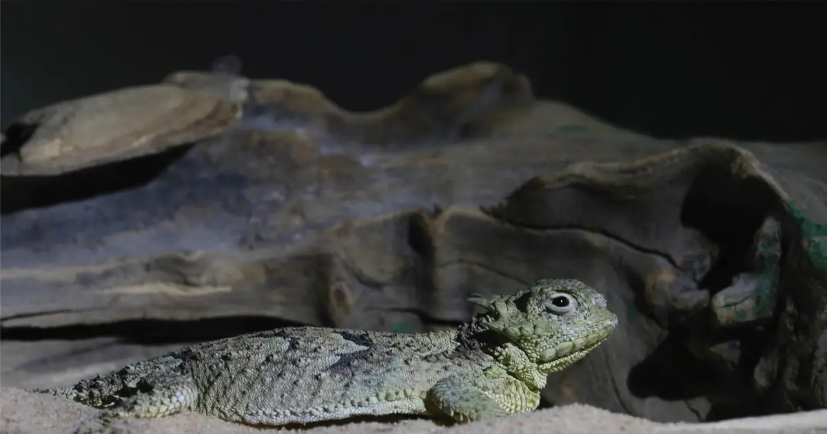 Thirsty desert lizards inspire a new water-harvesting system