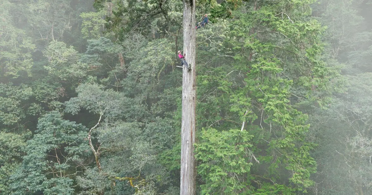 'The Heaven Sword' crowned as East Asia's tallest tree after a nearly decade-long search