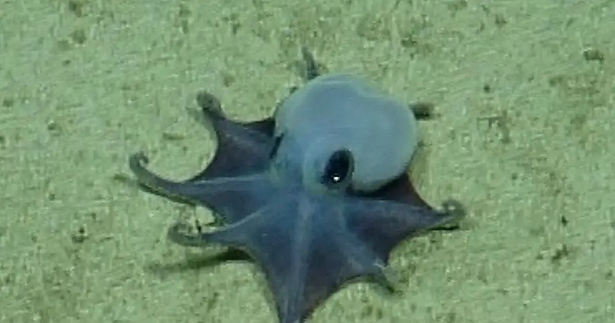 This tiny blue octopus from the Galápagos could curl up in your hand and shows how much deep ocean remains unexplored