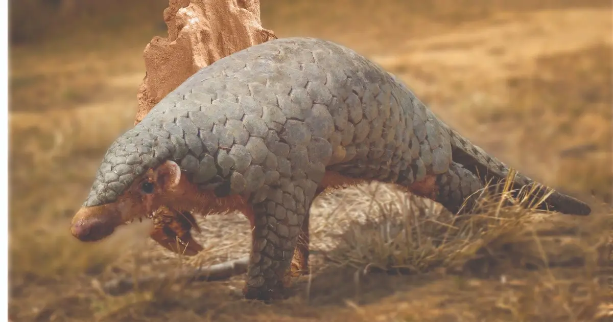 Himalayan pangolin emerges as distinct species, confirmed with DNA from 19th-century specimen