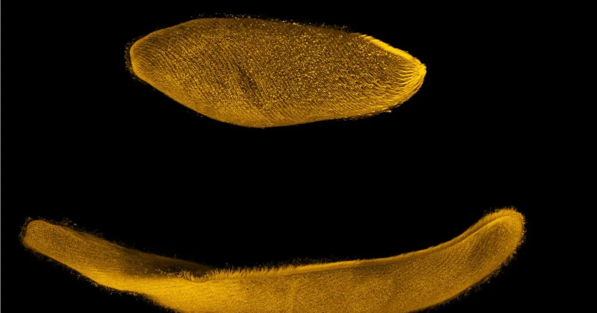 This tiny organism contracts 200 times faster than we can blink—here's how