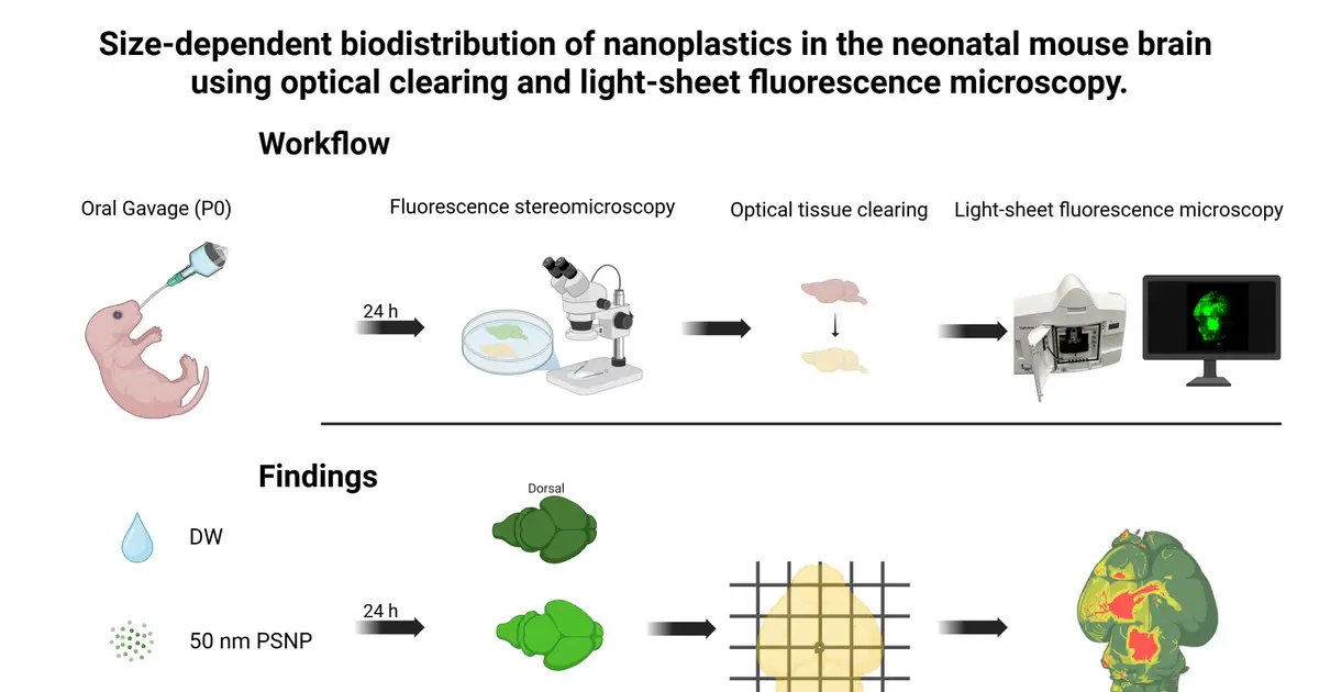 Three-dimensional visualization of nanoplastic distribution in the neonatal mouse brain