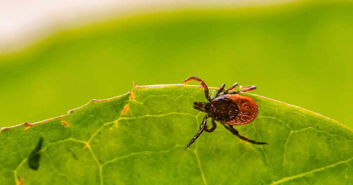 Study suggests new antibody therapy for tick-borne disease