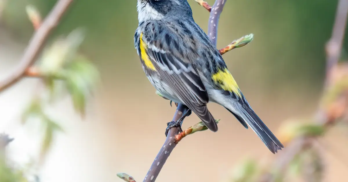 Tiny backpacks reveal the secret, sometimes circuitous migrations of small songbirds