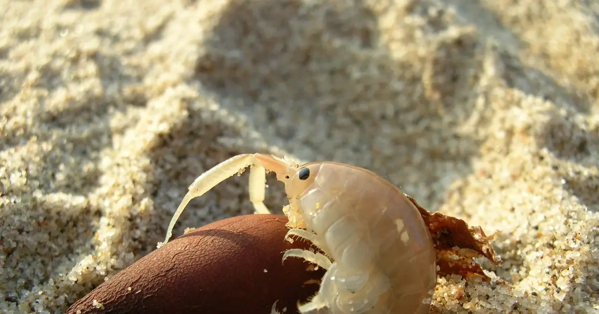 Tiny beach-dwelling crustaceans are big-time sand movers, shaping the California coast