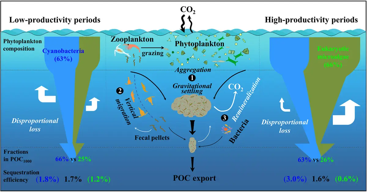 Tiny cyanobacteria may be the secret heroes of ocean carbon sequestration