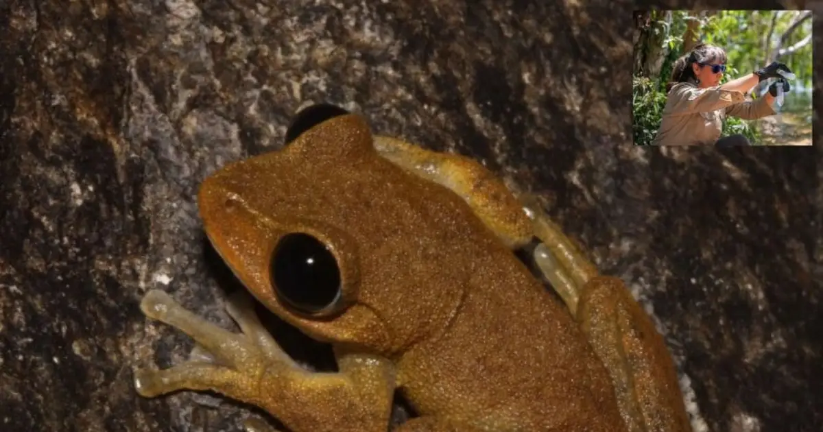 A tiny drop of water is all that's needed to find threatened frogs