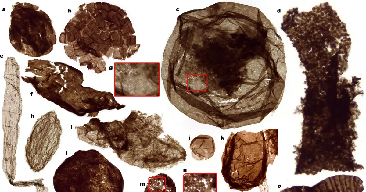 Tiny fossils found in 1.7-billion‑year‑old mud yield clues to the evolution of complex life