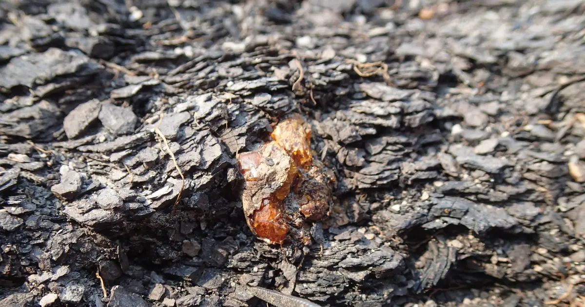 Tiny fossils reveal big insights about ant ancestors