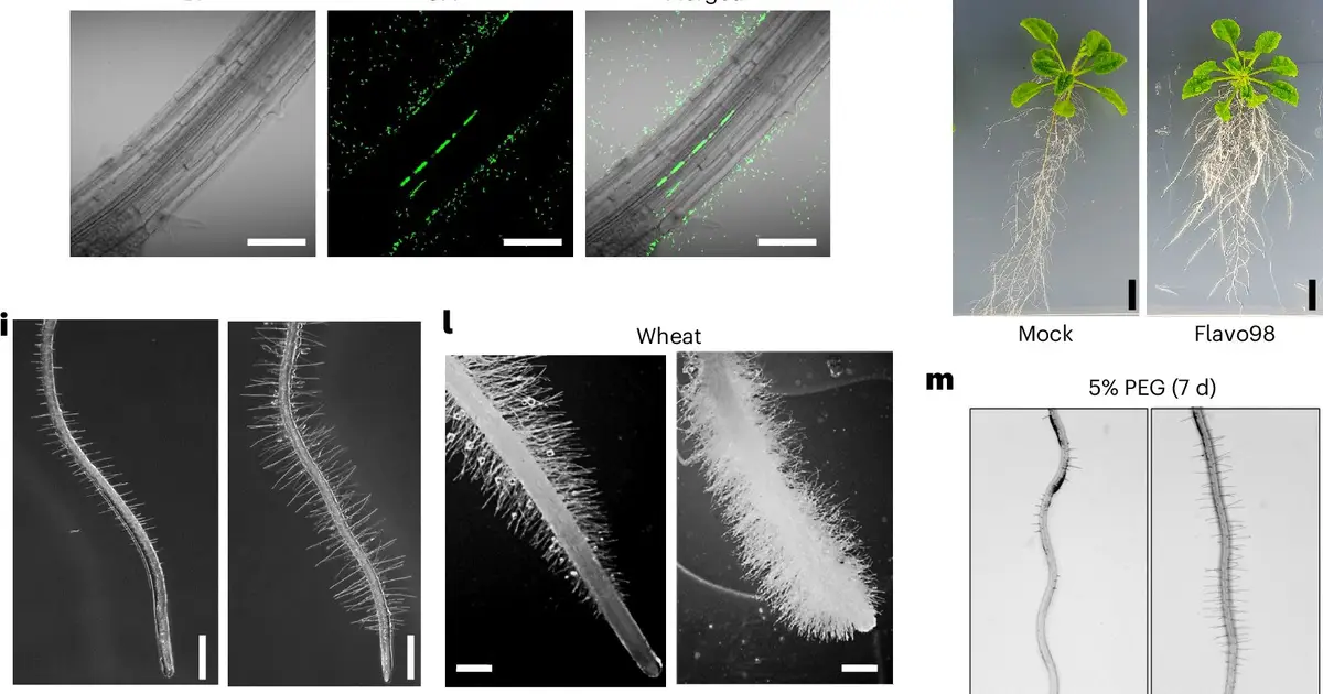 Tiny root hairs, big impact: How bacteria help plants survive drought