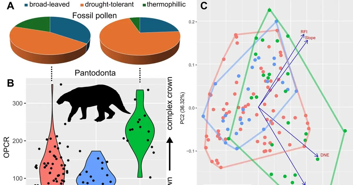 Tooth fossil analysis suggests 'brawn before bite' in early Asian mammals