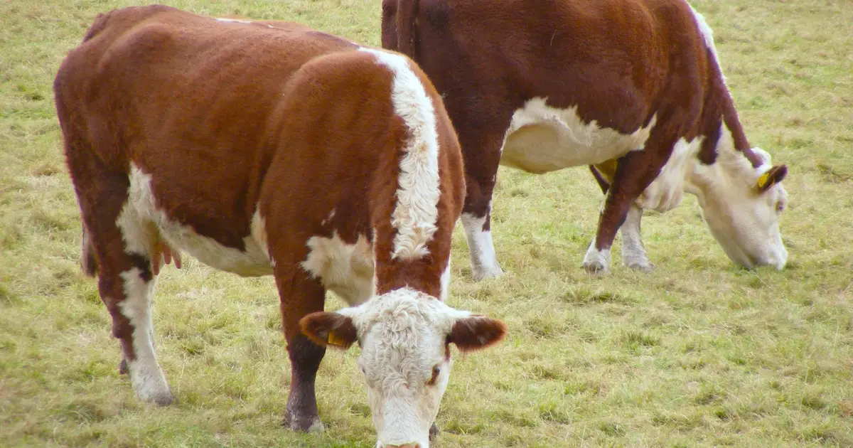 Traditional cattle herds' diversity hit by selective breeding