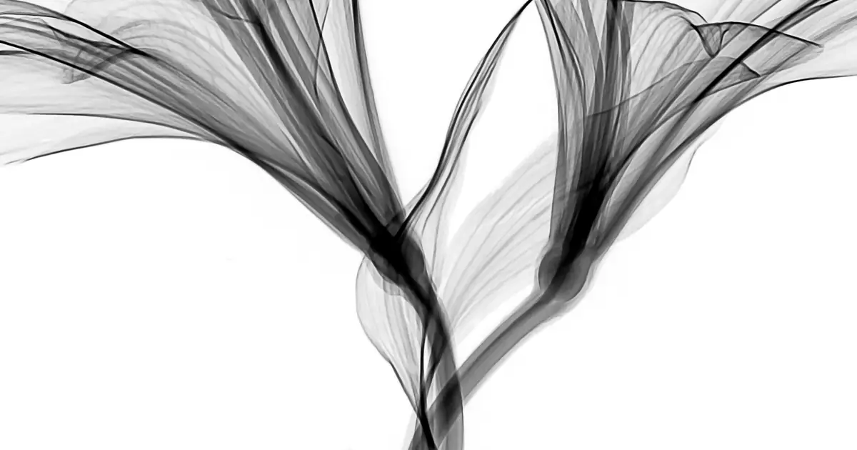 Petal 'windows' affect the abundance of microbes within flowers