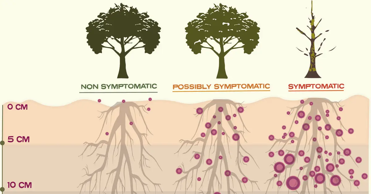 Tread softly: A new 'light touch' way to detect kauri dieback