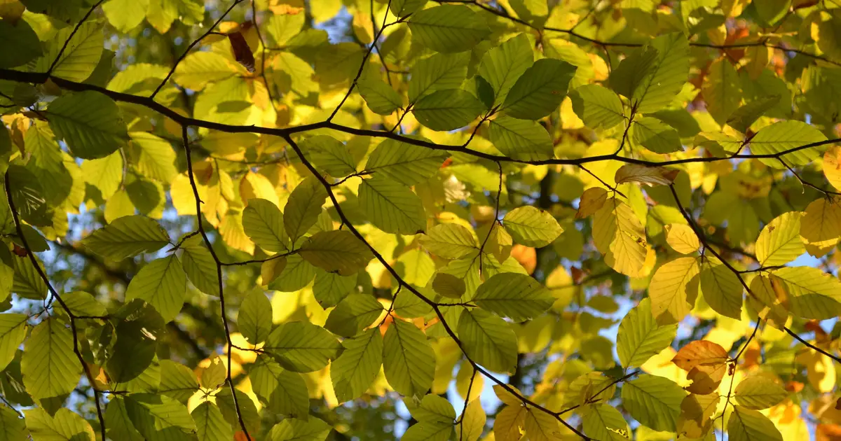 Drought stress in trees: What to expect and what to do