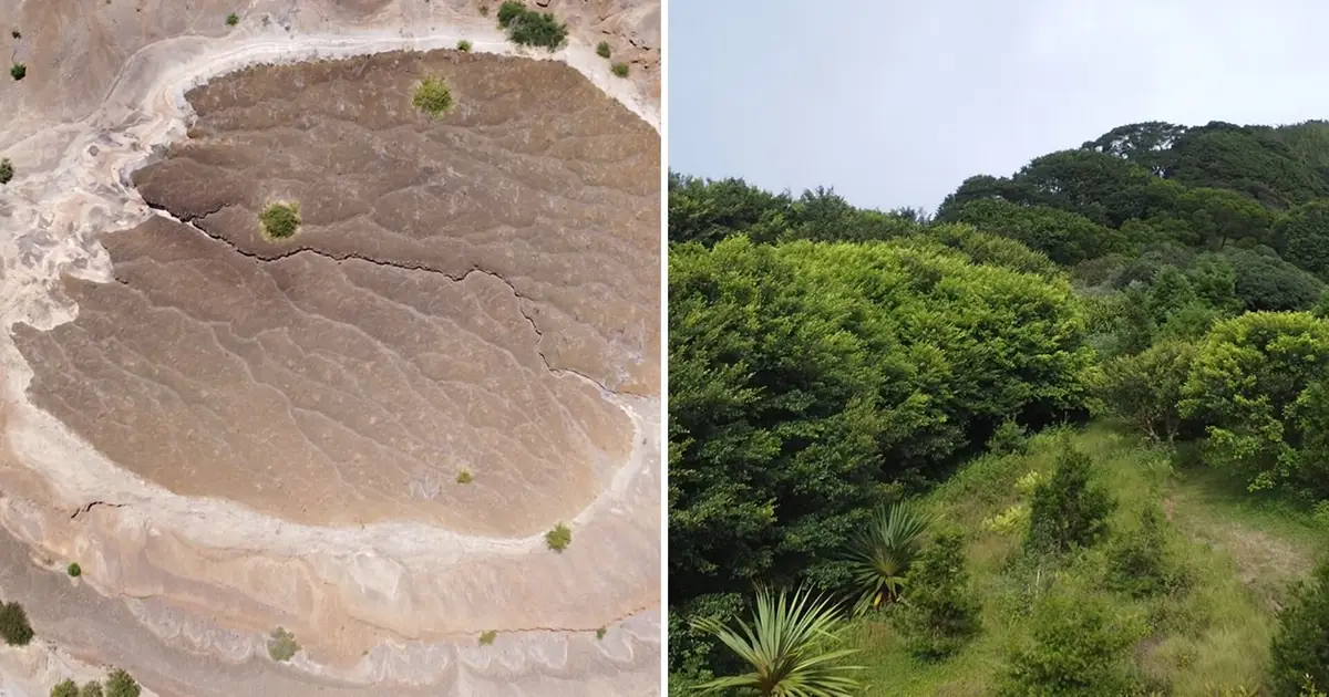 Ascension Island: How a planting project created a lush cloud forest