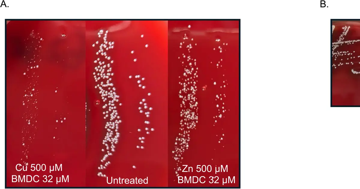 Copper - carrying compound targets and kills MRSA bacteria by mimicking iron