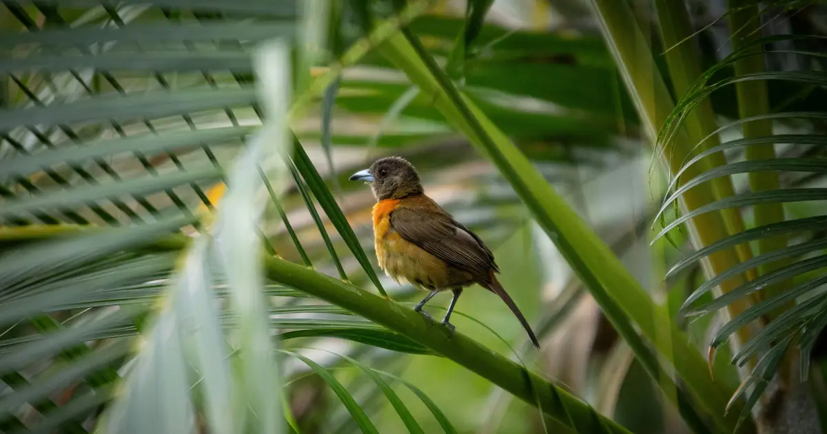 Urbanization takes a bigger toll on bird diversity in the tropics than it does at other latitudes, study finds