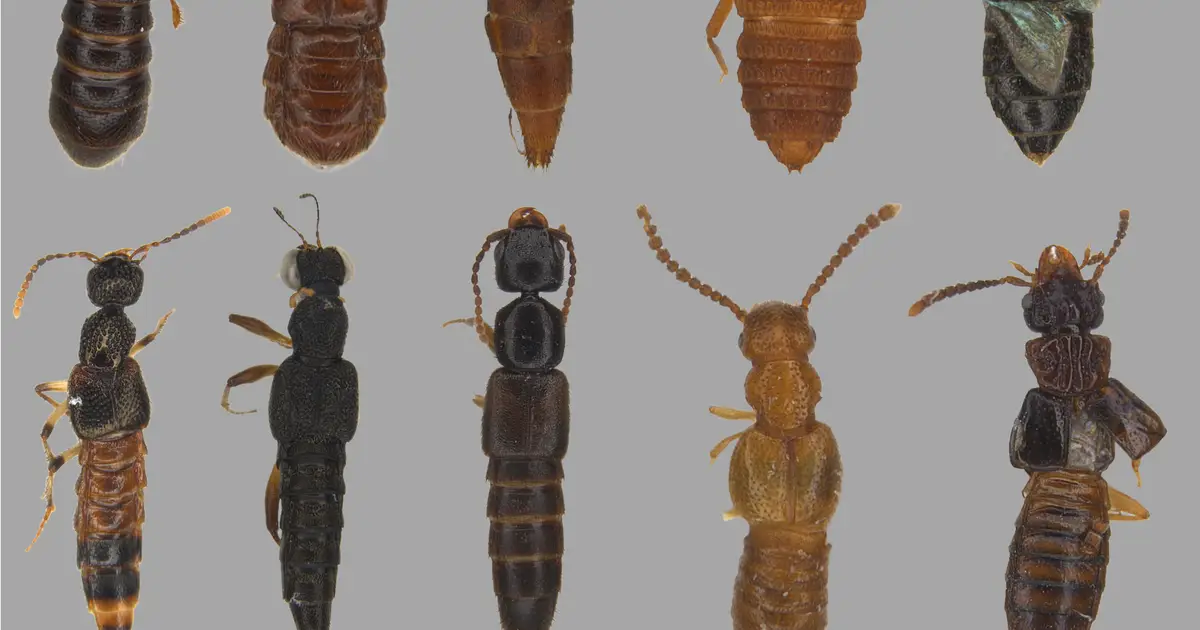 Tropical insects may be running out of room as temperatures rise