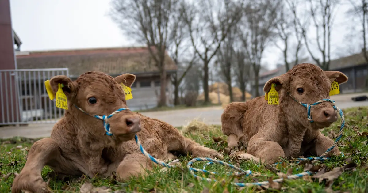 Cows deliver healthy calves without embryonic protein long thought essential for pregnancy