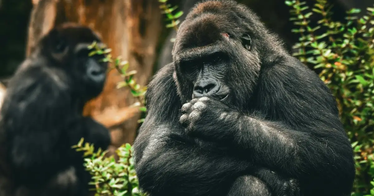 Why monkeys handle conflicts better than we do