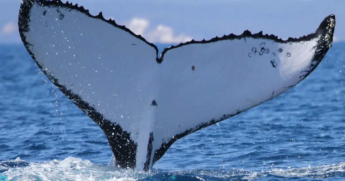Two humpback whales set records swimming between Australia and Brazil