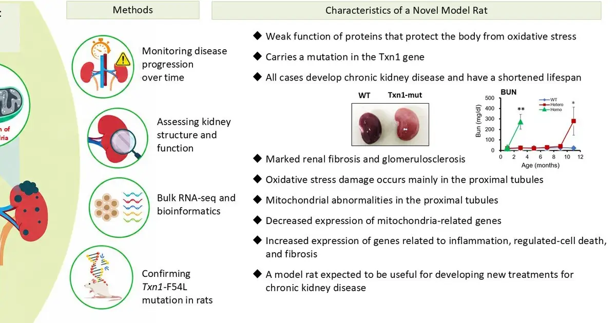 Txn1 mutant rats: A valuable translational model of chronic kidney disease