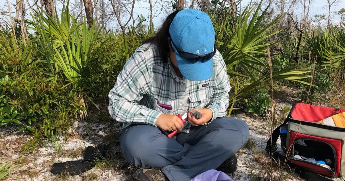 Florida scrub-jays attempt to breed at unusually young age after large-scale translocation