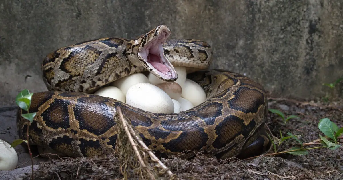 Python removal index identifies large females as key targets for limiting population growth