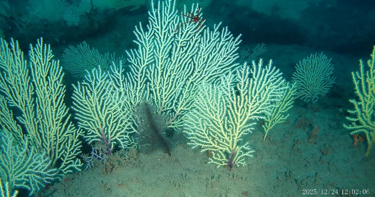 Underwater drones discover coral reefs off Benin, long presumed dead, teeming with life