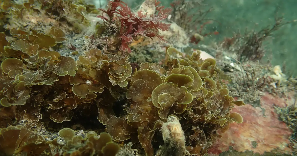 Underwater expedition charts seaweed forests in the remote waters of southern Patagonia