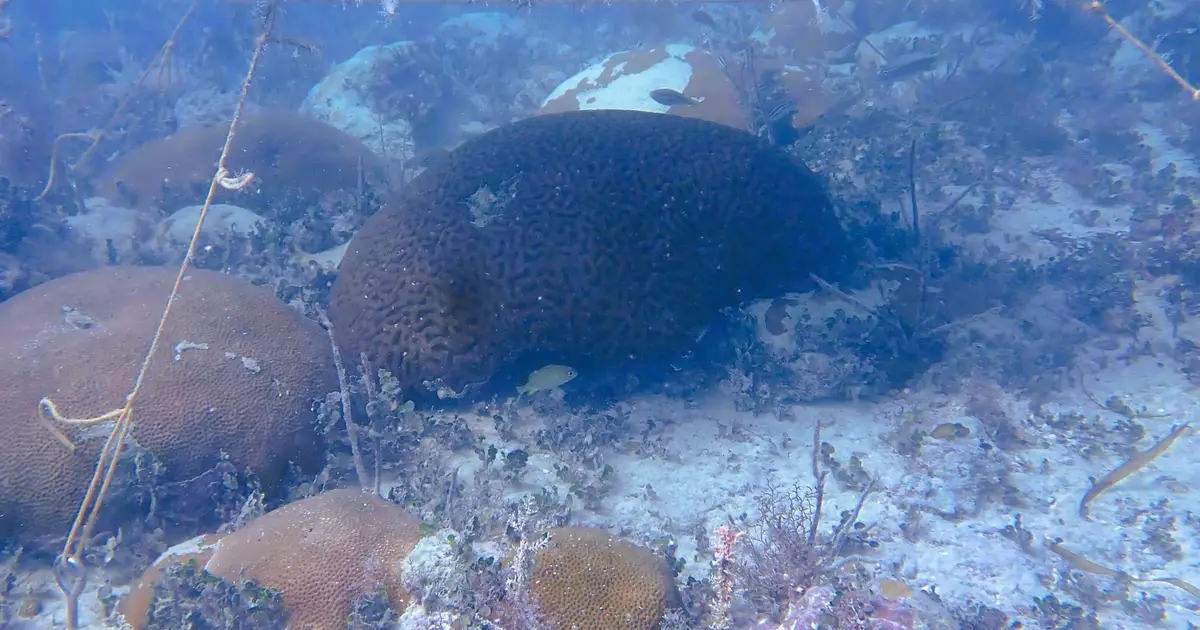 Underwater umbrellas for coral reefs could help protect against heat damage