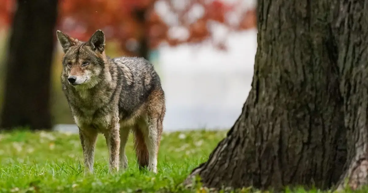 Unhoused people and wildlife are increasingly coming into contact. Here's what can be done to protect them