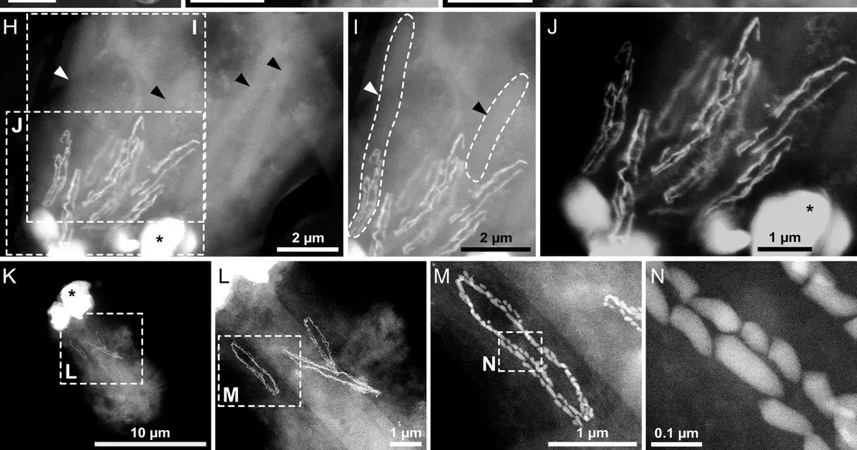 Unusual three-way bestows magnetic sense to single-celled organism