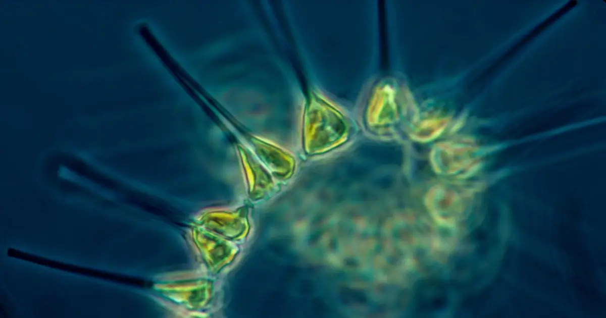 New report highlights health of the UK's plankton communities