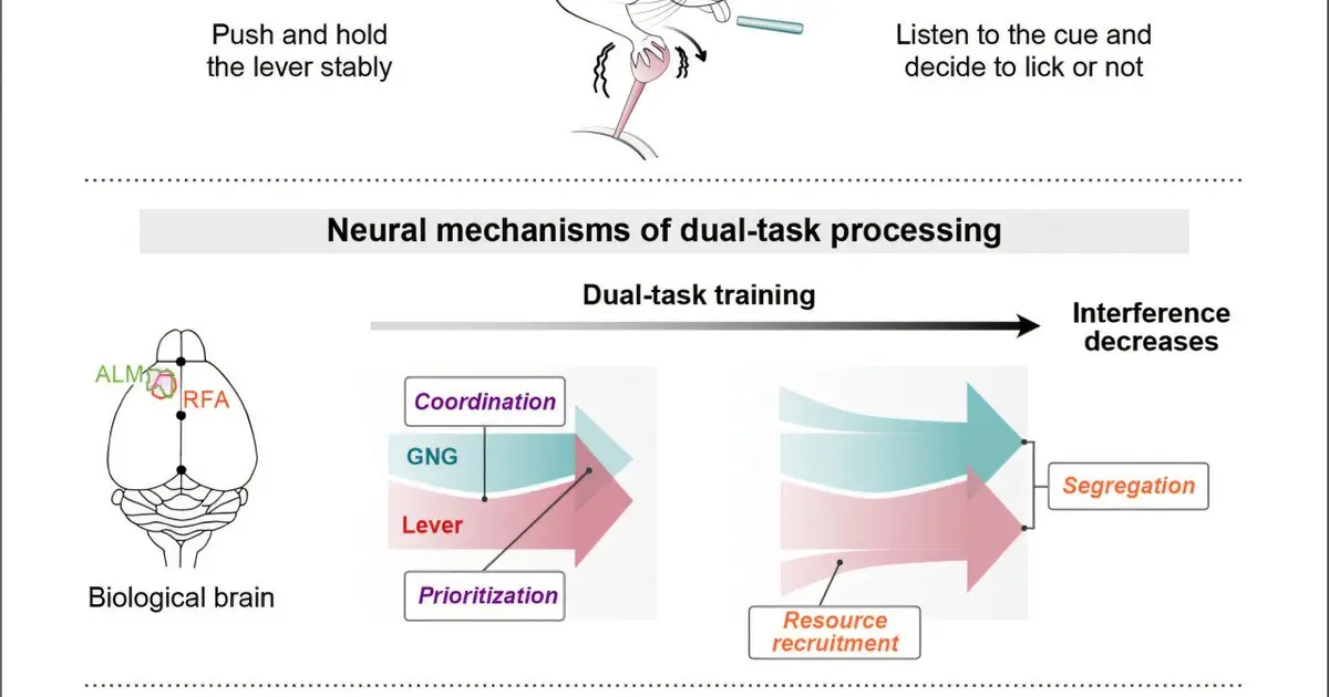 Practice helps the brain separate tasks and improve multitasking ability