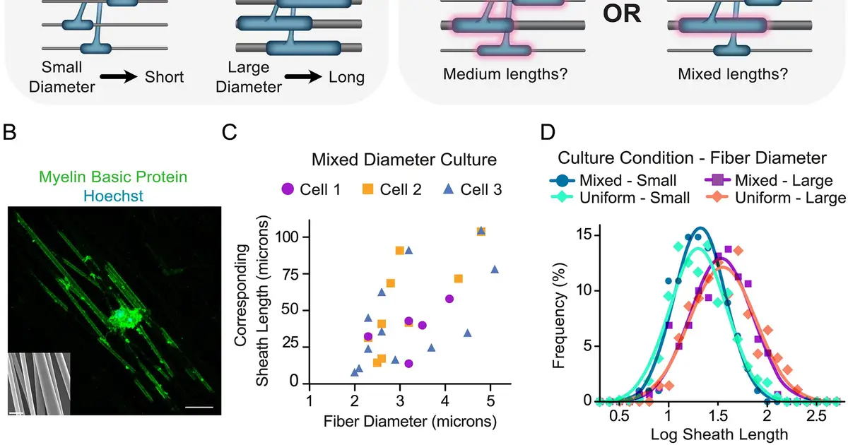 Discovery reveals how nervous system helps control length of protective nerve coatings