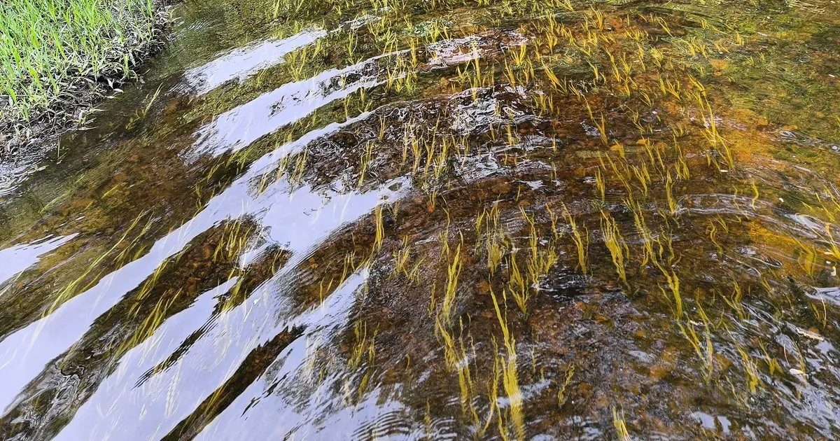 Researchers discover rare freshwater mussels in Moosup River