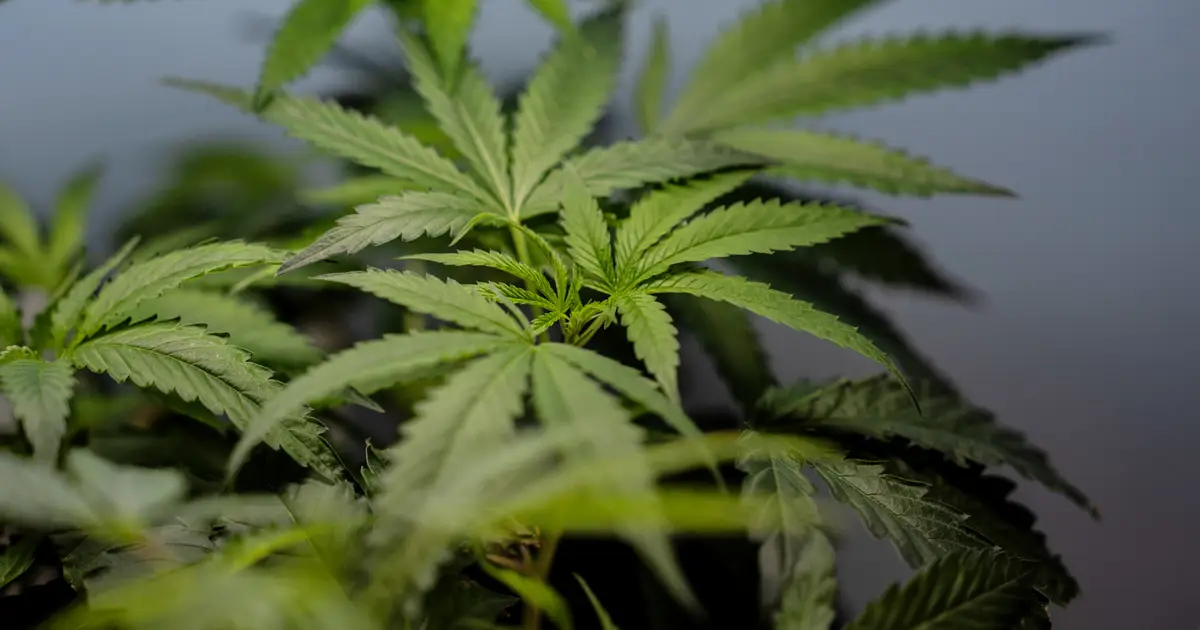 US sees a big jump in nausea cases among frequent marijuana users in the hospital