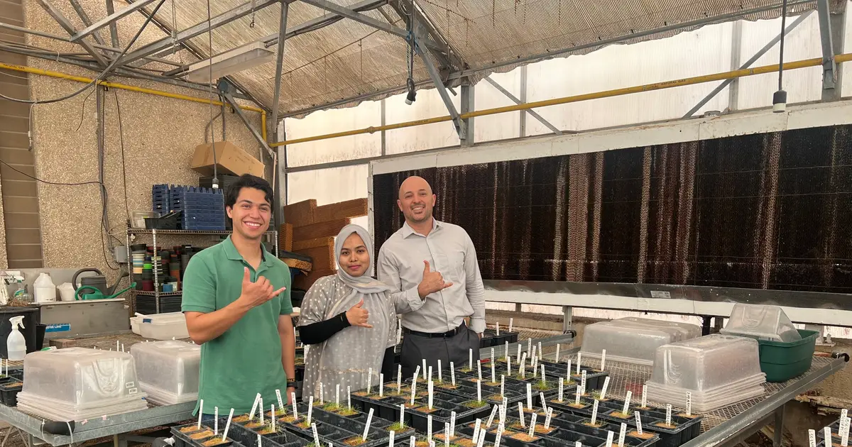 Low-cost spray can help tomatoes grow in salty soils