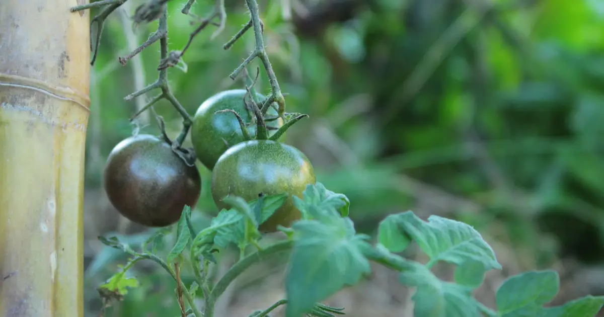 How long can plants survive on Earth? New model suggests up to 2 billion more years