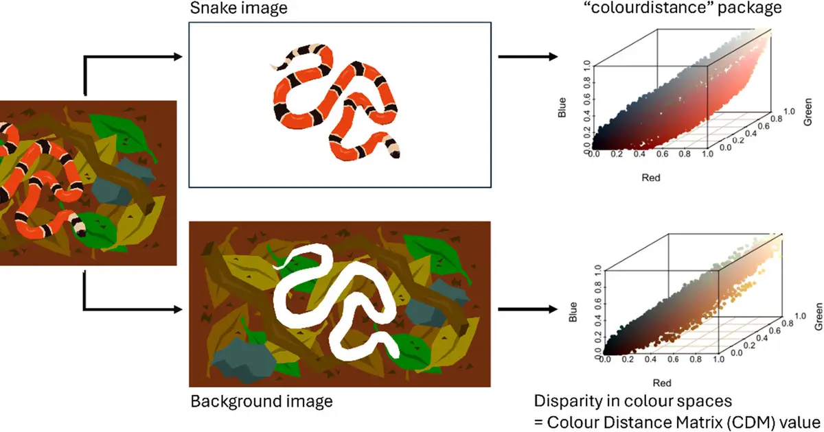 Dressed for danger: Venomous snakes are more likely to stand out