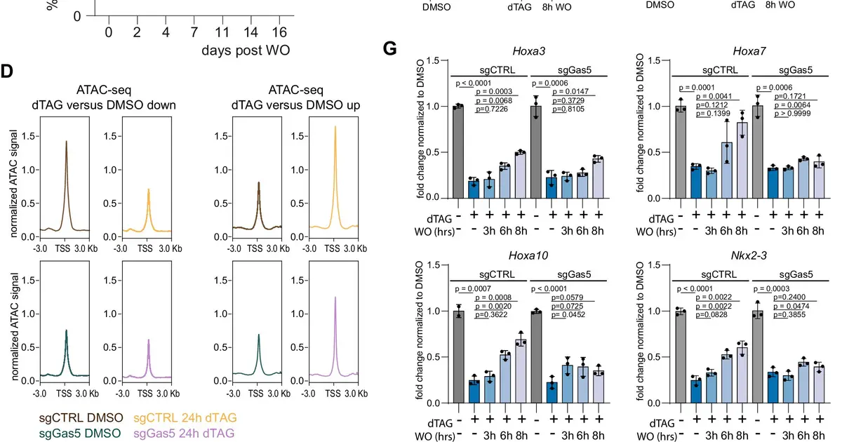 How RNA molecules influence the development of aggressive leukemia