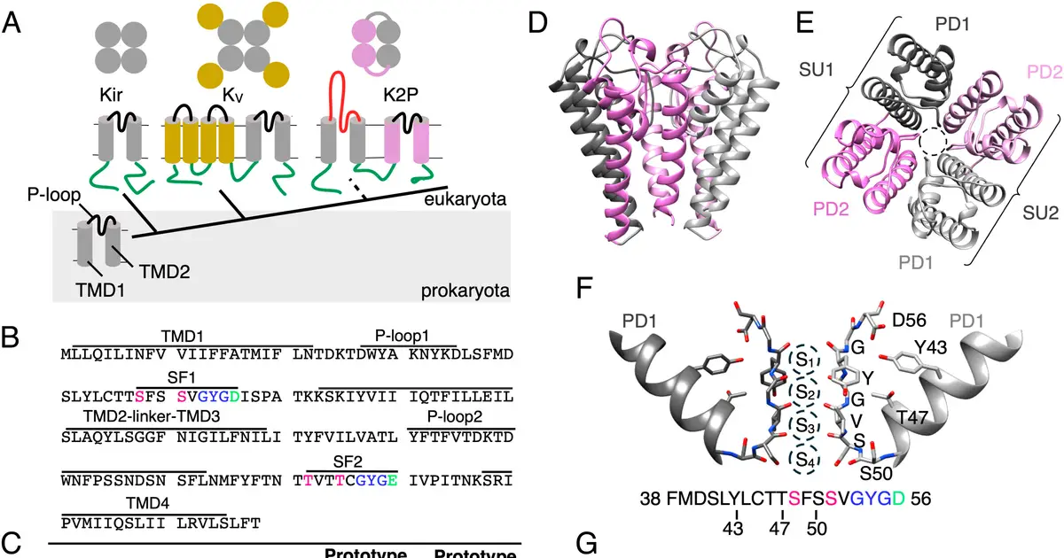 Giant virus yields potassium channel gene that illuminates complex protein evolution