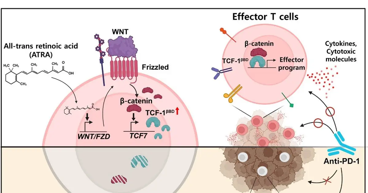 Vitamin A metabolite keeps immune cells active against recurrent brain tumors