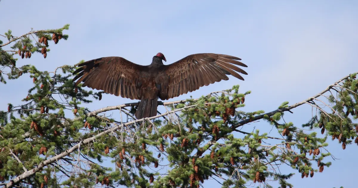 Vultures on the rise: Study provides evidence of population increase and delayed migration in western North America