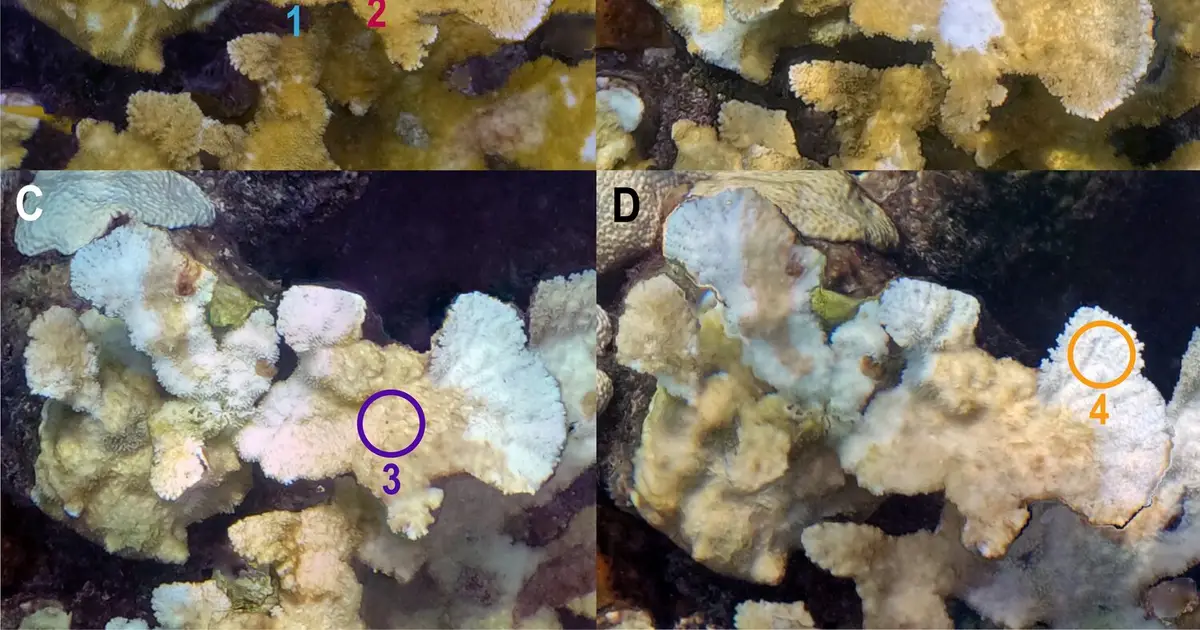 Florida Keys heat wave reveals nearly fourfold death risk for diseased coral