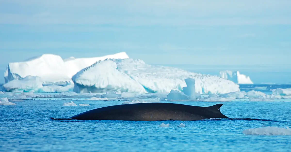 Warming waters draw summer 'feeding frenzies' by whales off Greenland