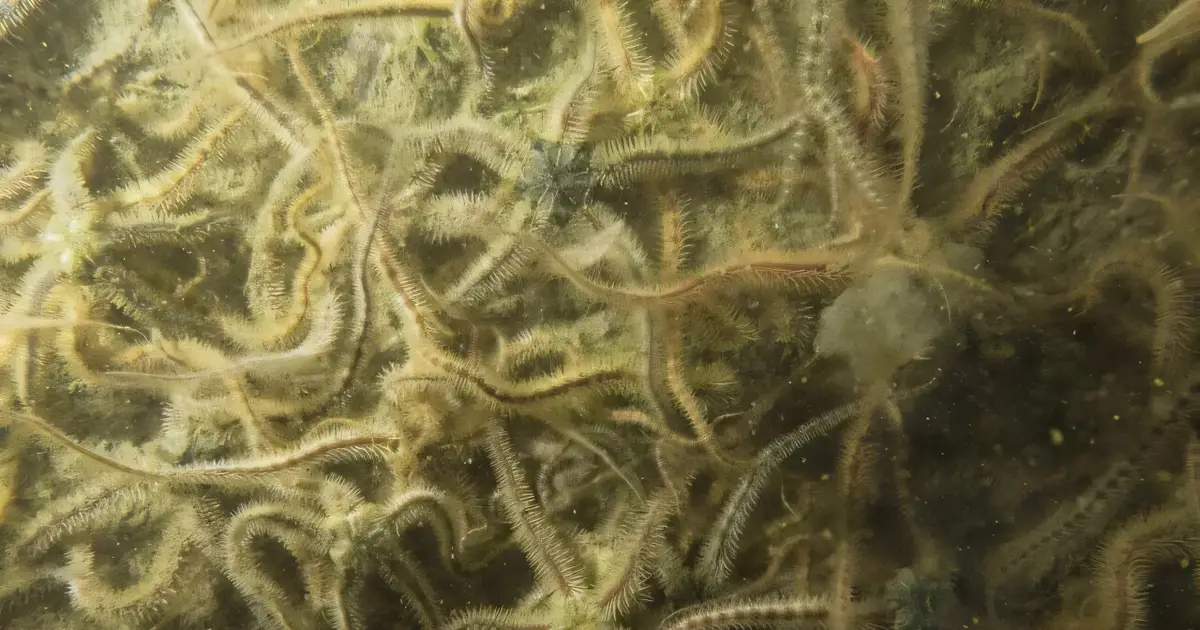 Water-exchange openings linked to distinct marine communities inside offshore wind foundations